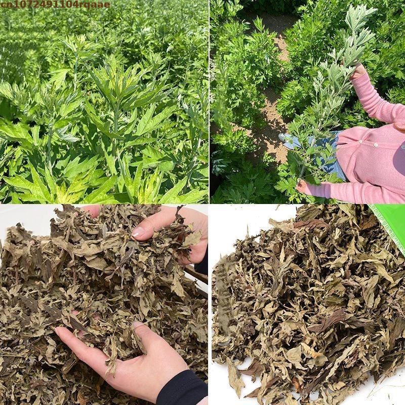 Ay Tsao Top Mugwort séché natu - Chamomile Tea avis et prix
